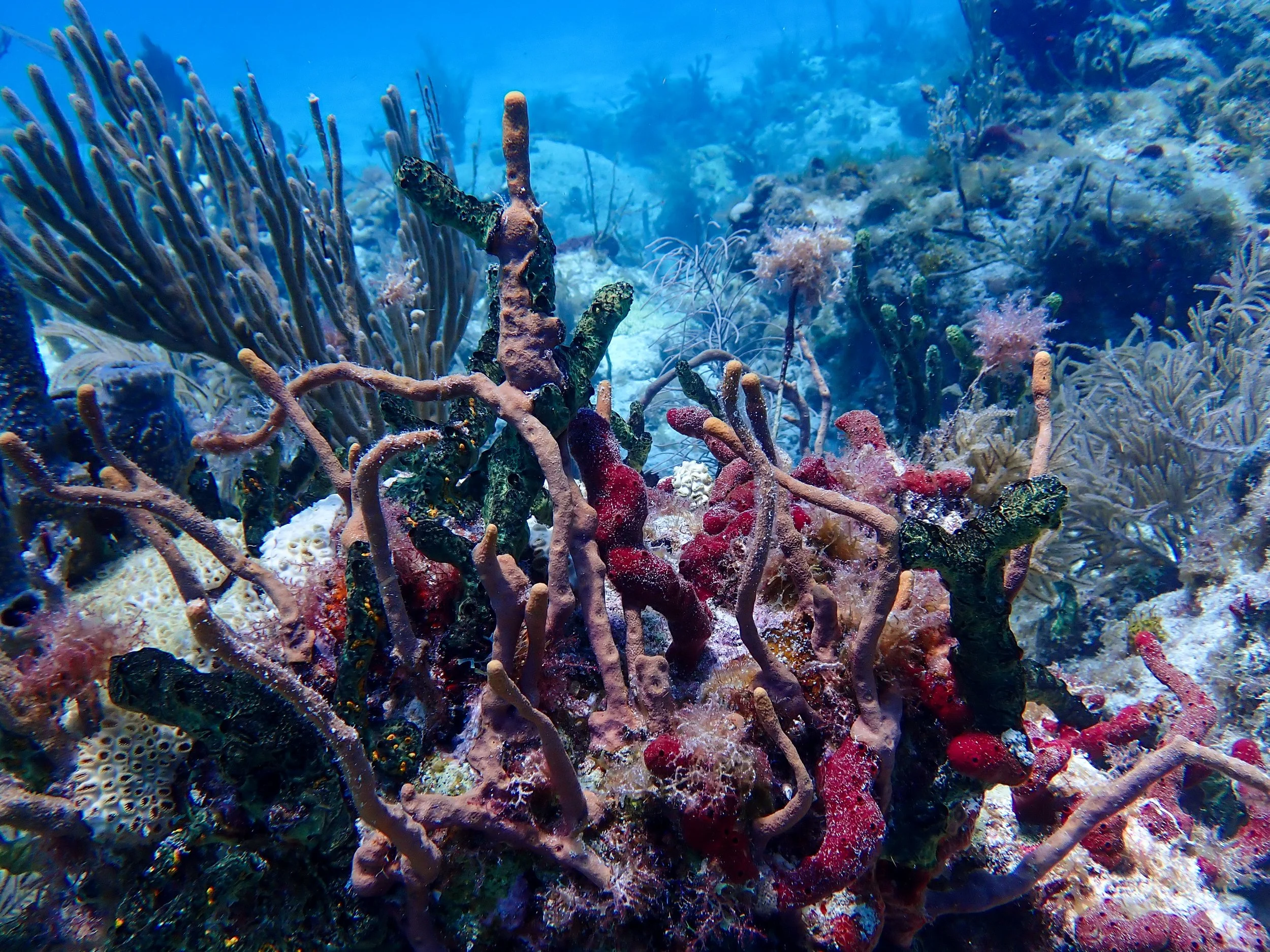 Underwater coral reef with various colorful corals and marine life.