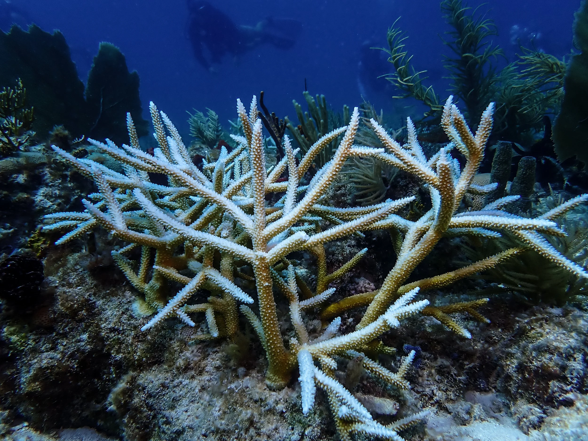Underwater scene with white coral, green seaweed, and a diver in the background