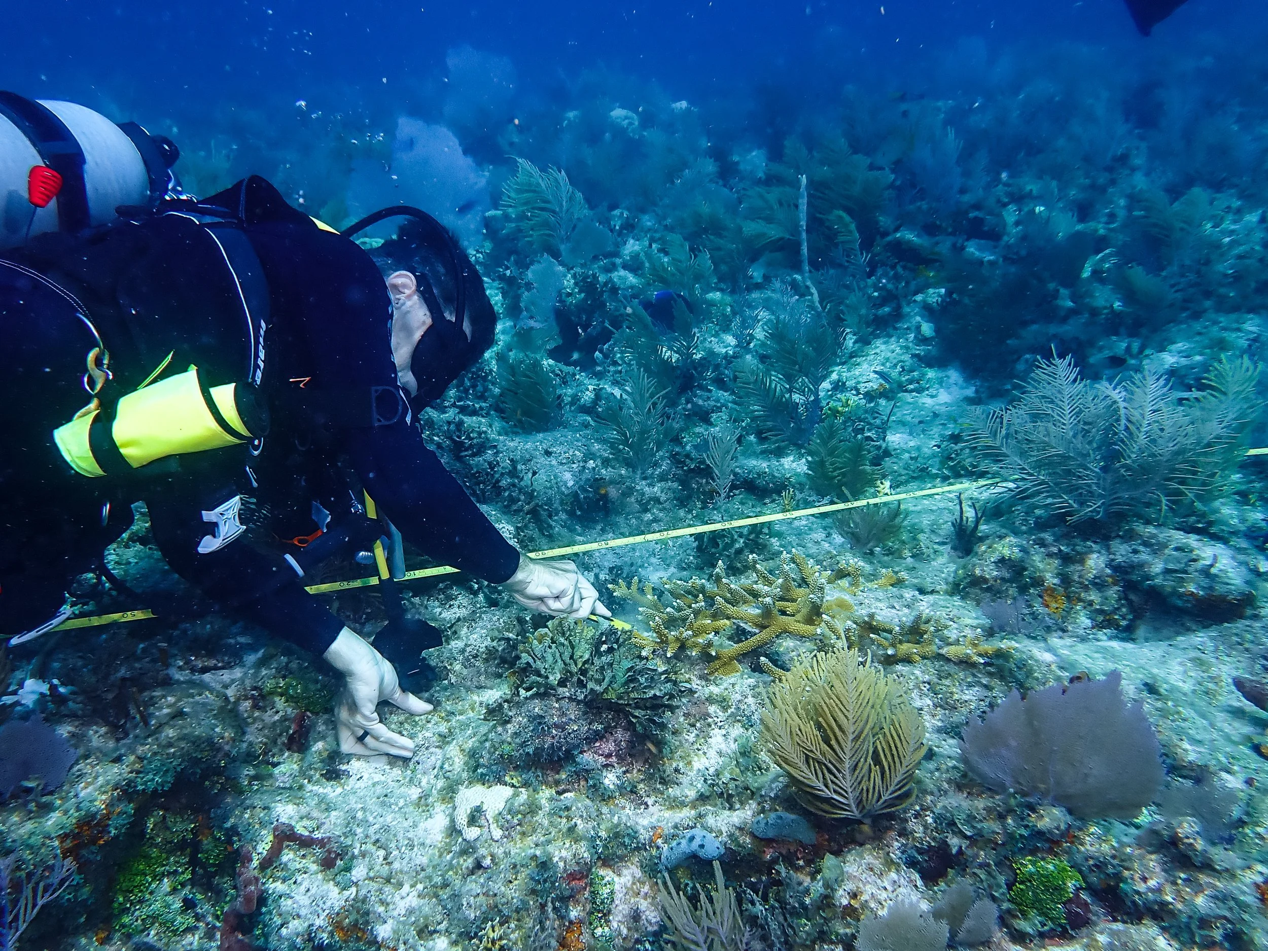 An underwater scene with a scuba diver examining coral and marine plants.