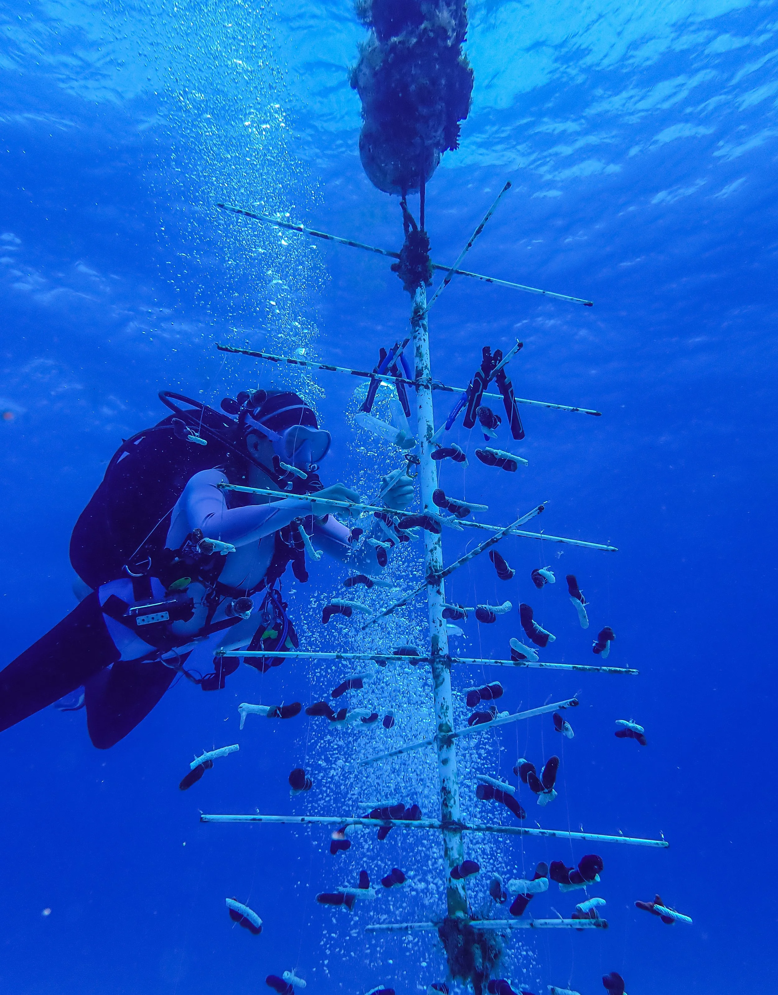 An underwater scene showing a person in scuba gear attaching or inspecting a vertical fish and marine life counting device with multiple horizontal arms, each holding numerous small fish-shaped objects, in the deep blue ocean.