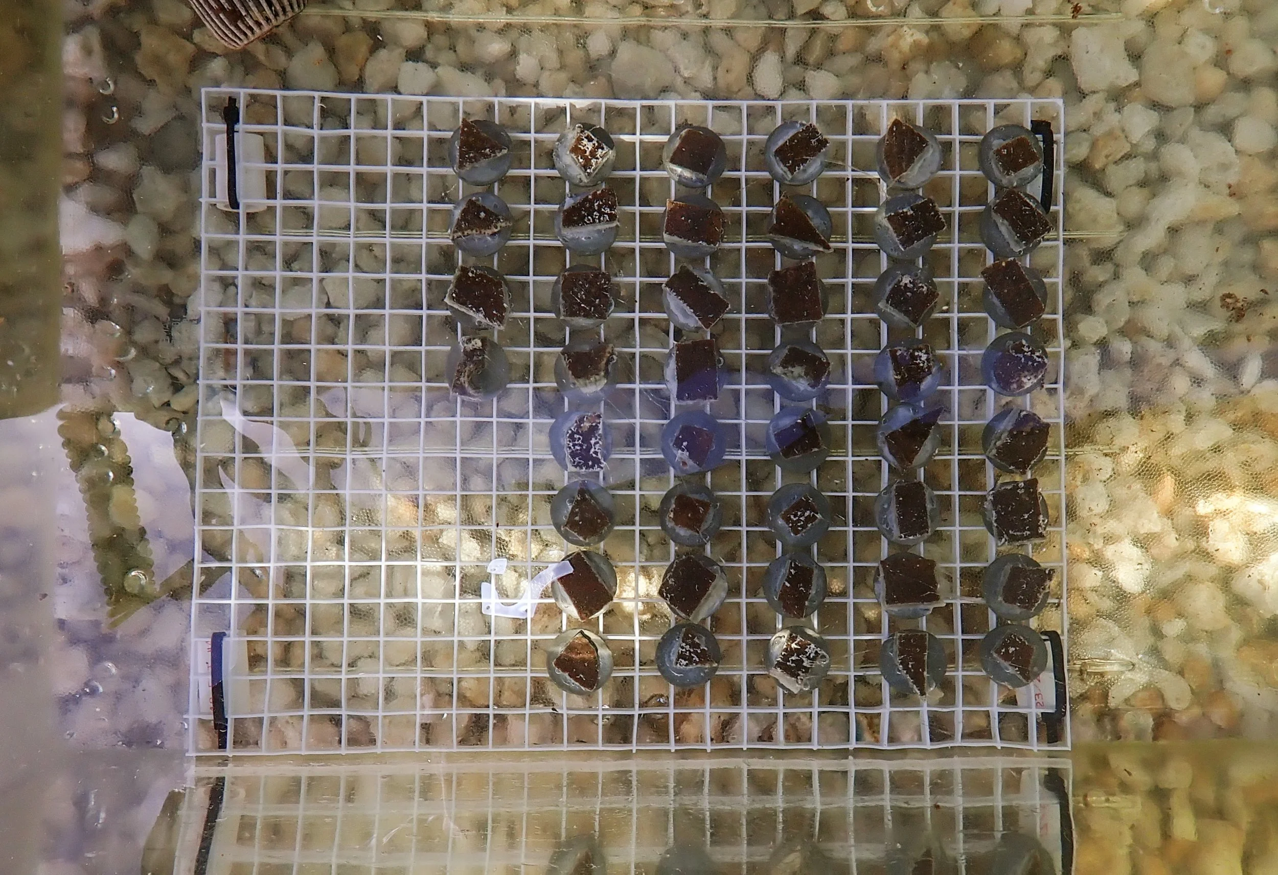 Close-up view of a white plastic grid or mesh with small black and brown objects that appear to be shells or stones placed on top, set against a background of small beige and white pebbles or coral fragments.
