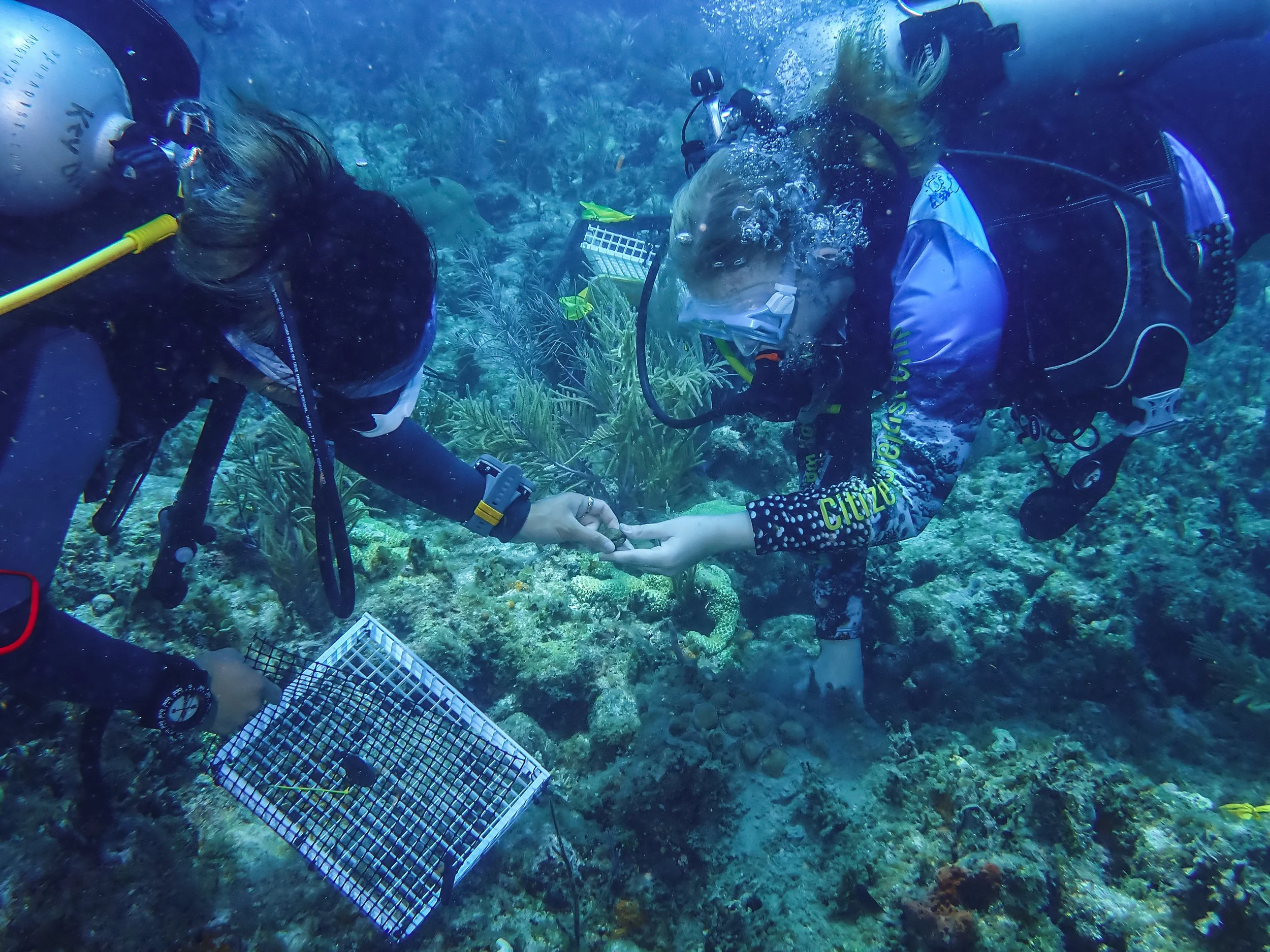 Two scuba divers underwater exchanging rings with coral and marine life in background.