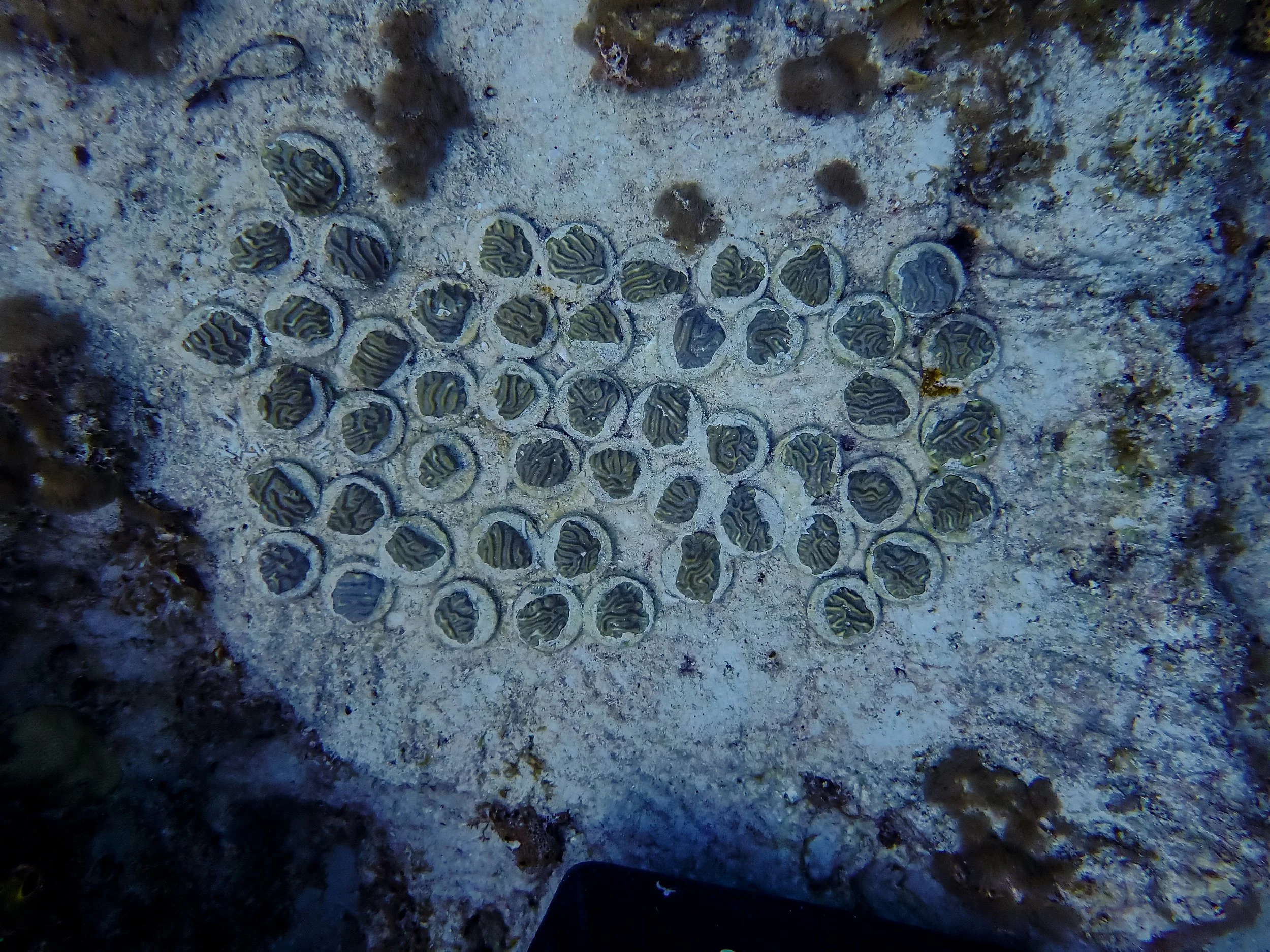 Underwater view of a sandy ocean floor with multiple raised clam shells scattered across the sand.