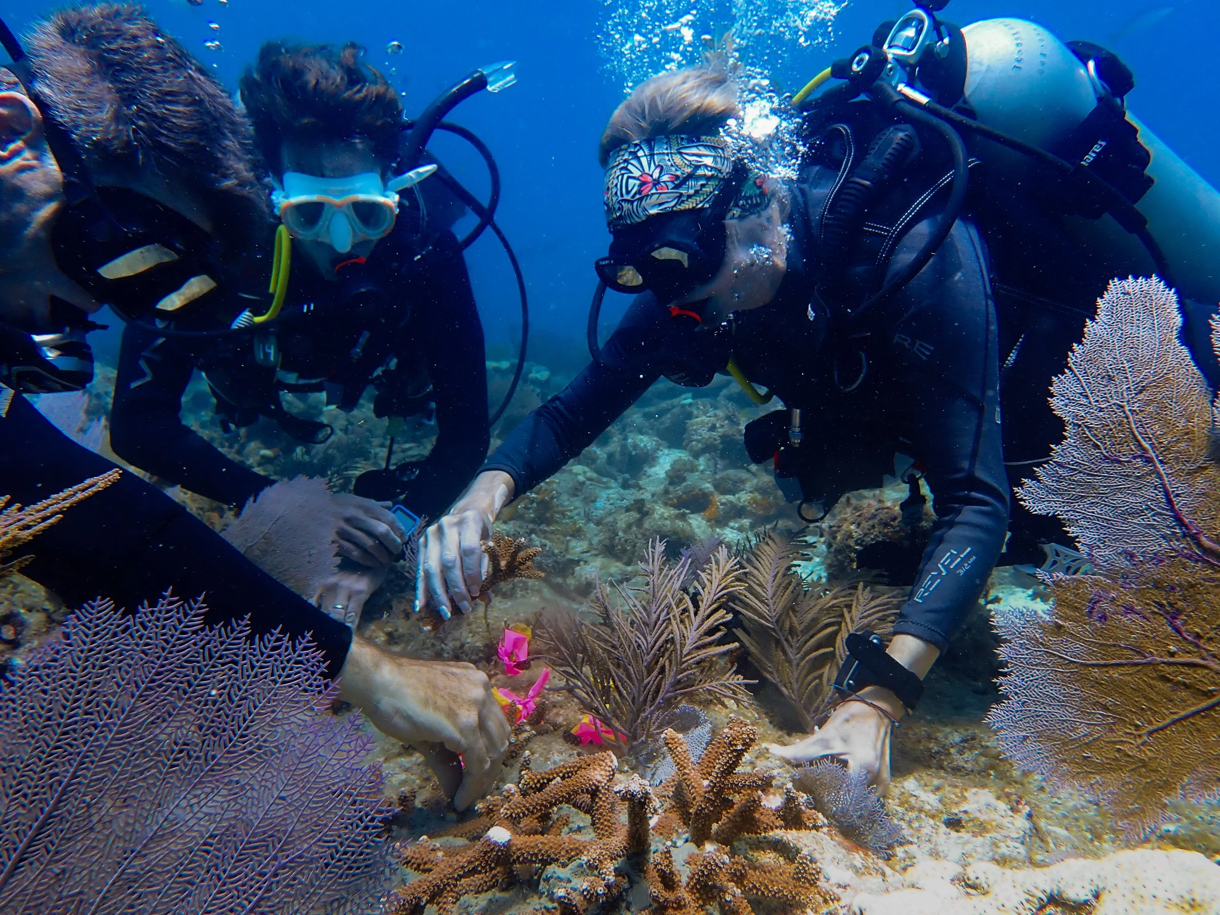 Two scuba divers explore a coral reef with colorful corals and pink starfish underwater.