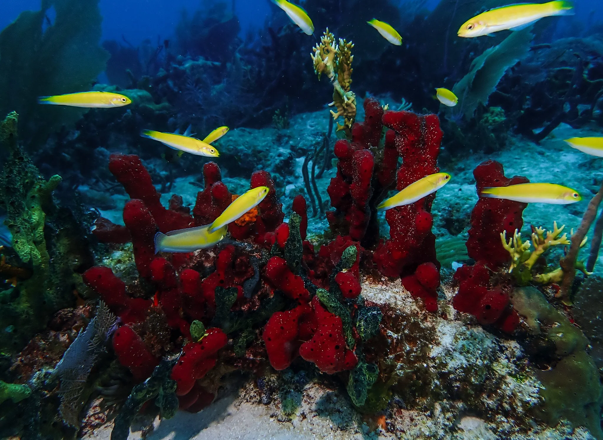 Underwater scene with yellow fish swimming around red coral and sea plants.