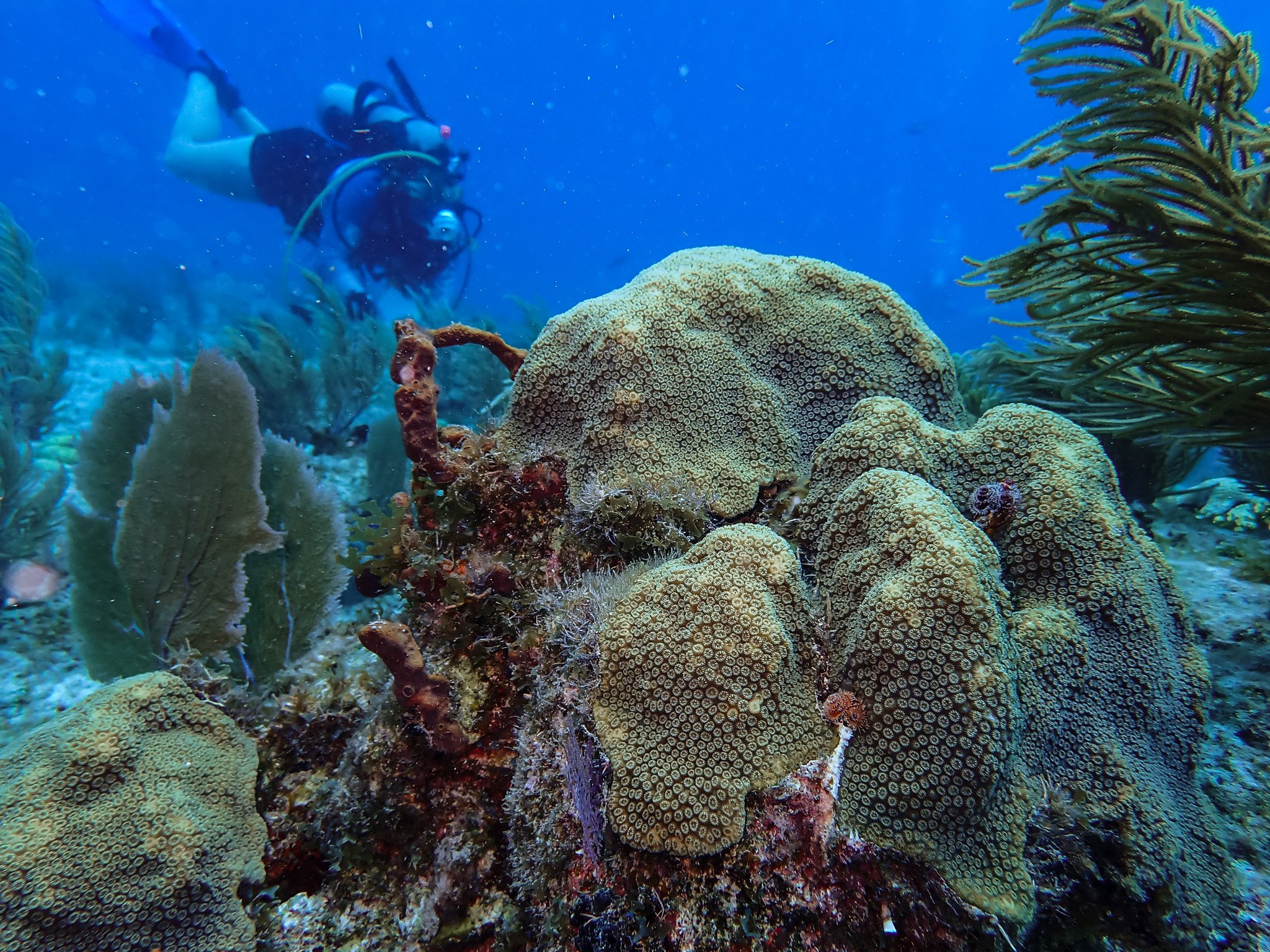 A scuba diver in black gear exploring a vibrant coral reef underwater, surrounded by various corals and small marine creatures.
