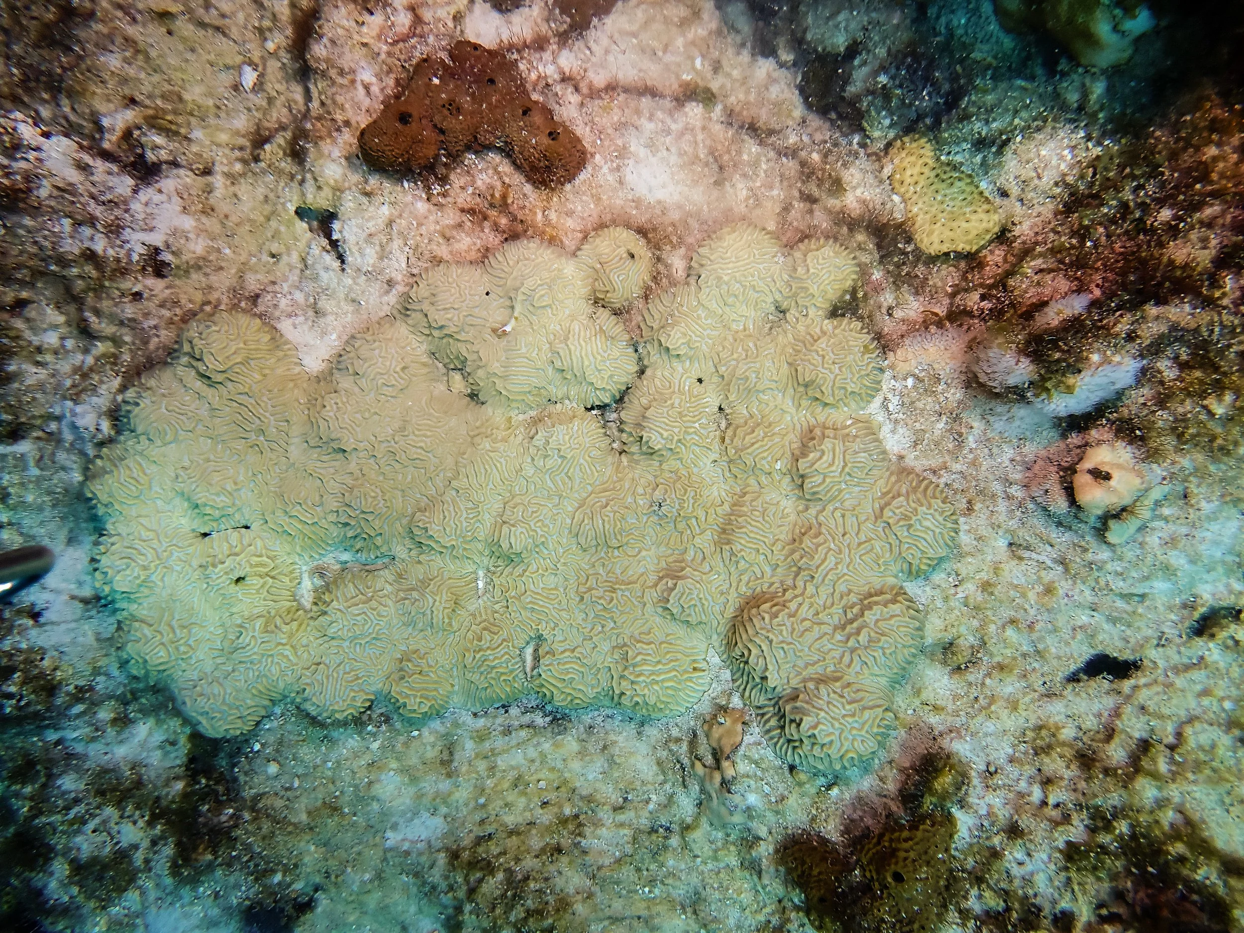 Underwater scene showing various coral formations, including brain coral, on a reef with diverse marine life.