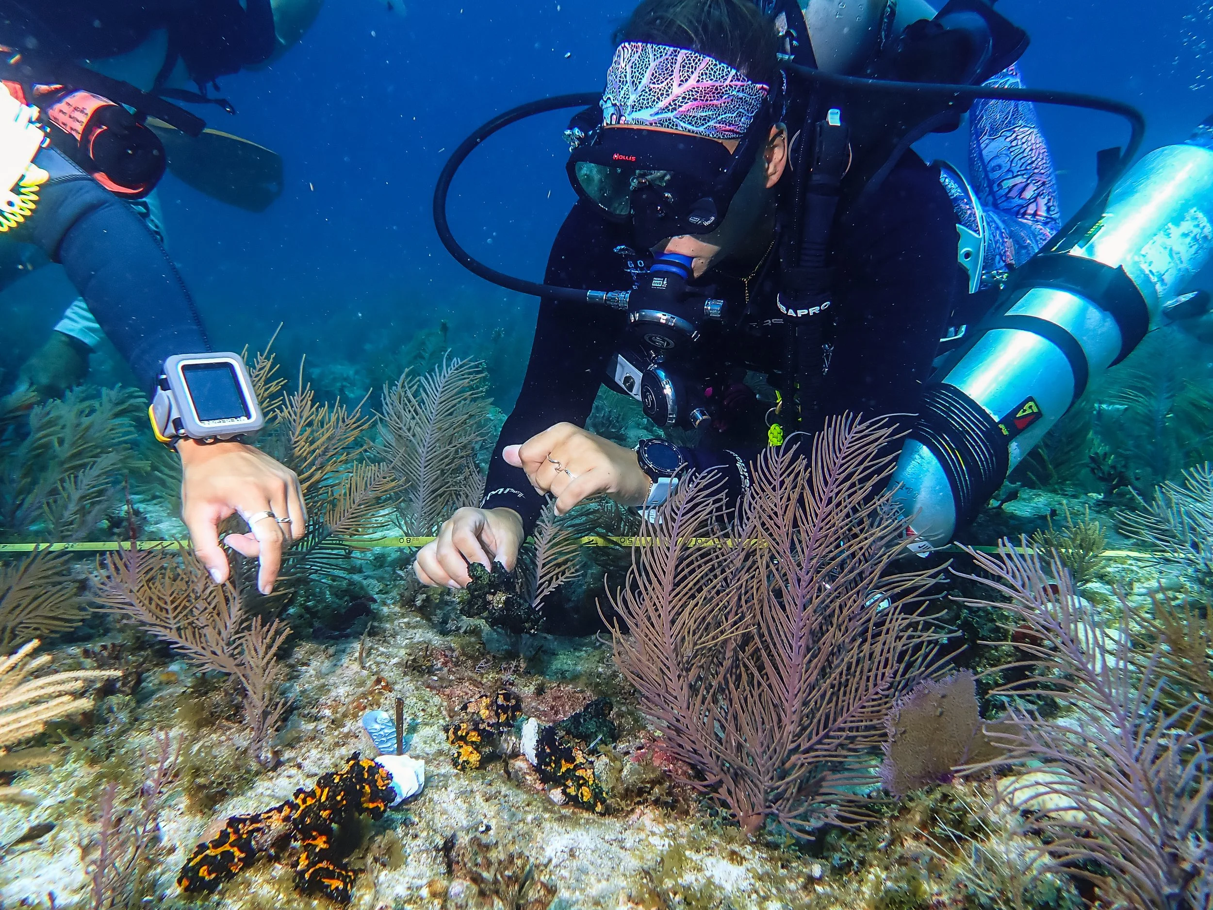 A scuba diver underwater exploring a coral reef with sea plants and colorful marine life.