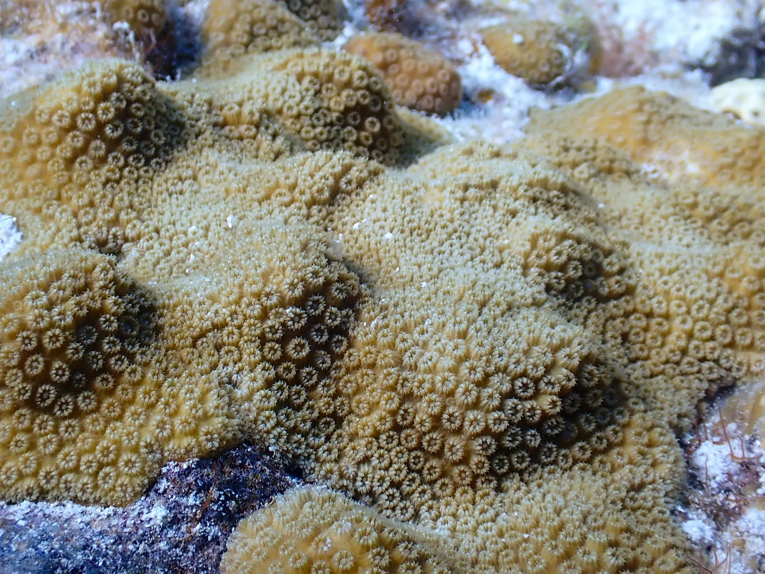 Close-up of yellow coral underwater with small, tube-like structures covering its surface.