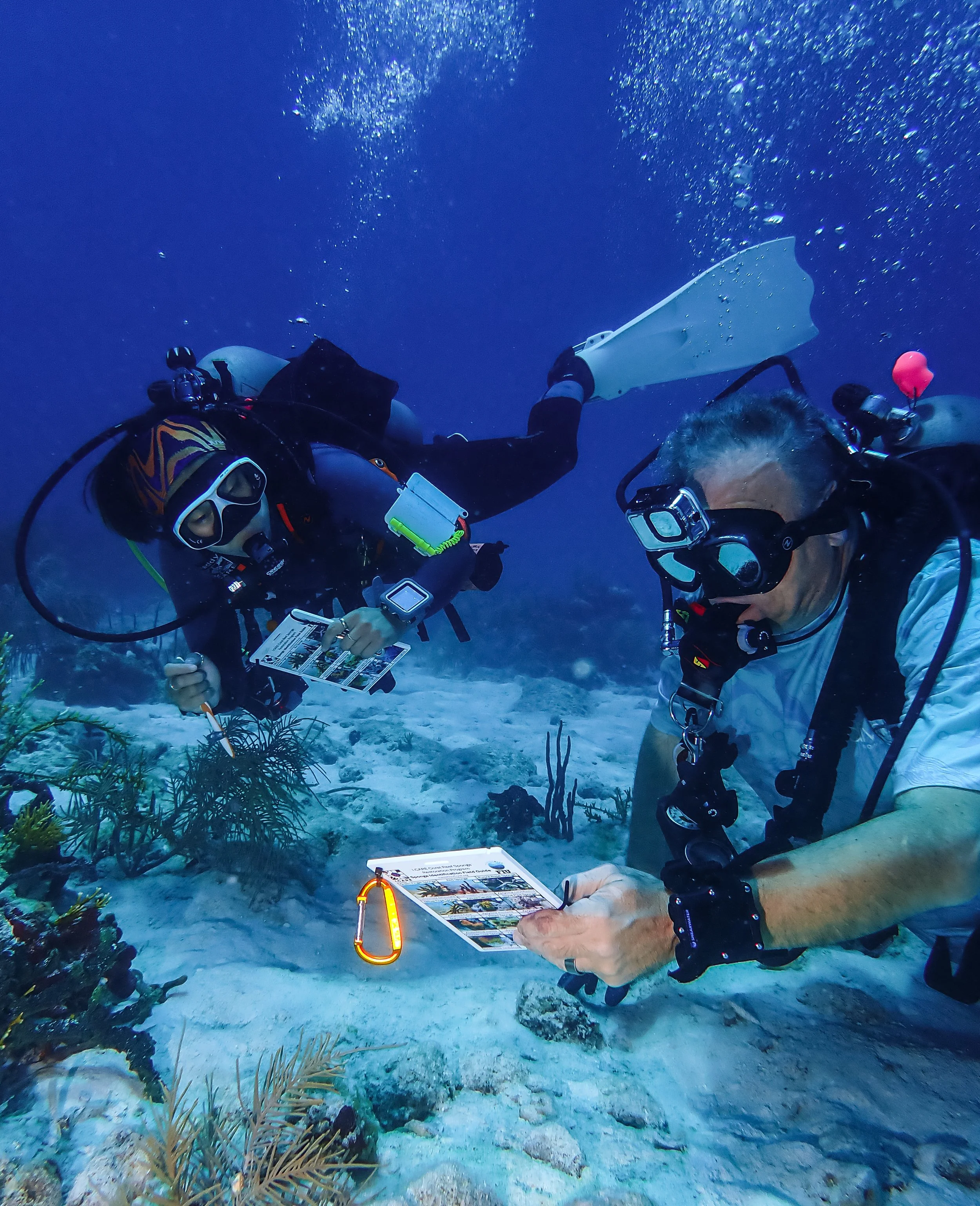 Two scuba divers underwater examining coral and marine life, holding underwater guides, with bubbles rising to the surface.