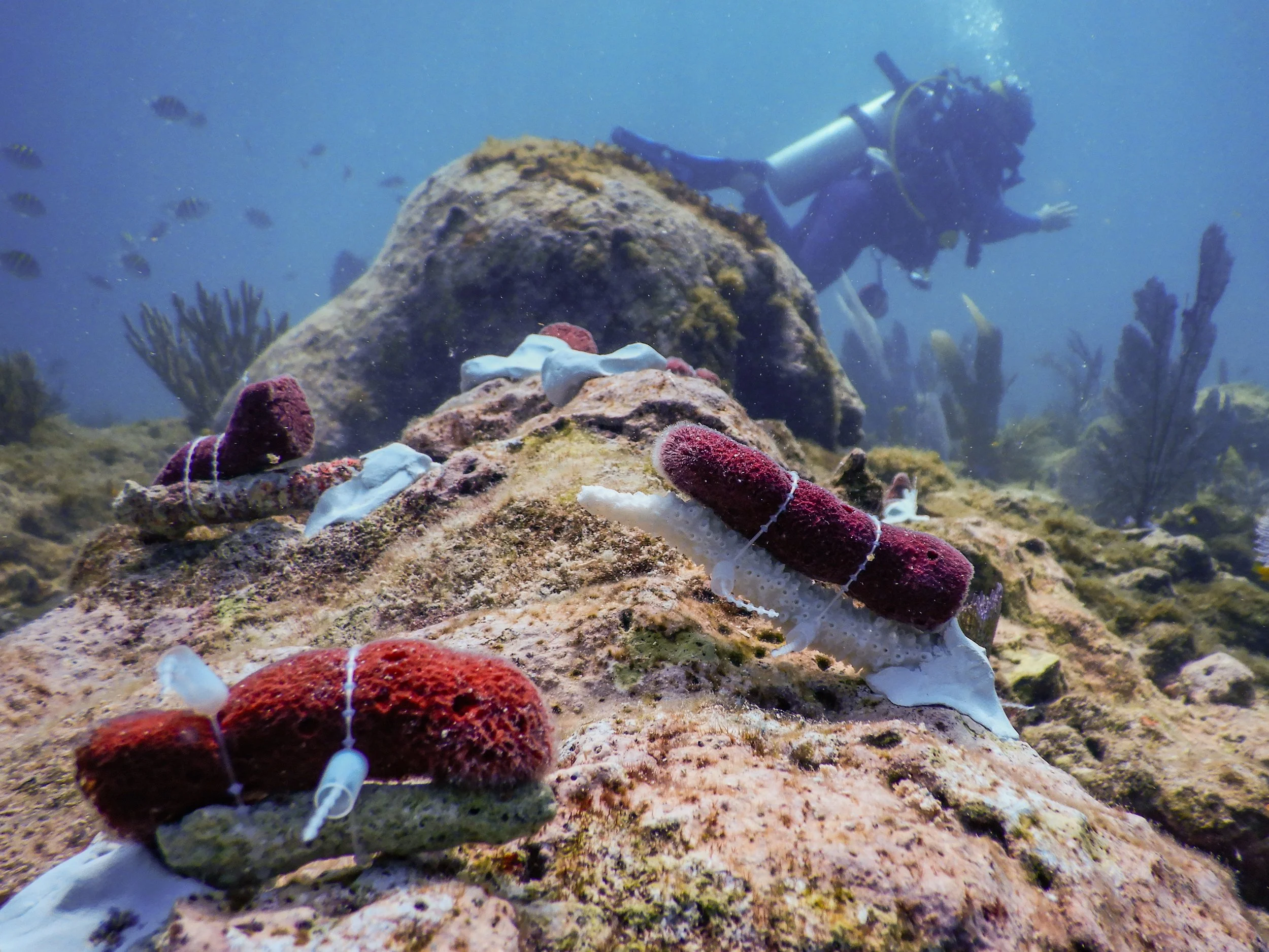 Underwater scene with coral reef, sea stars, and a scuba diver in the background.