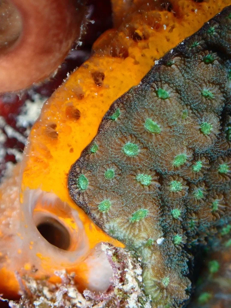 Close-up of a marine scene showing a coral with brown and green colors, next to orange sponge and part of a sea star.