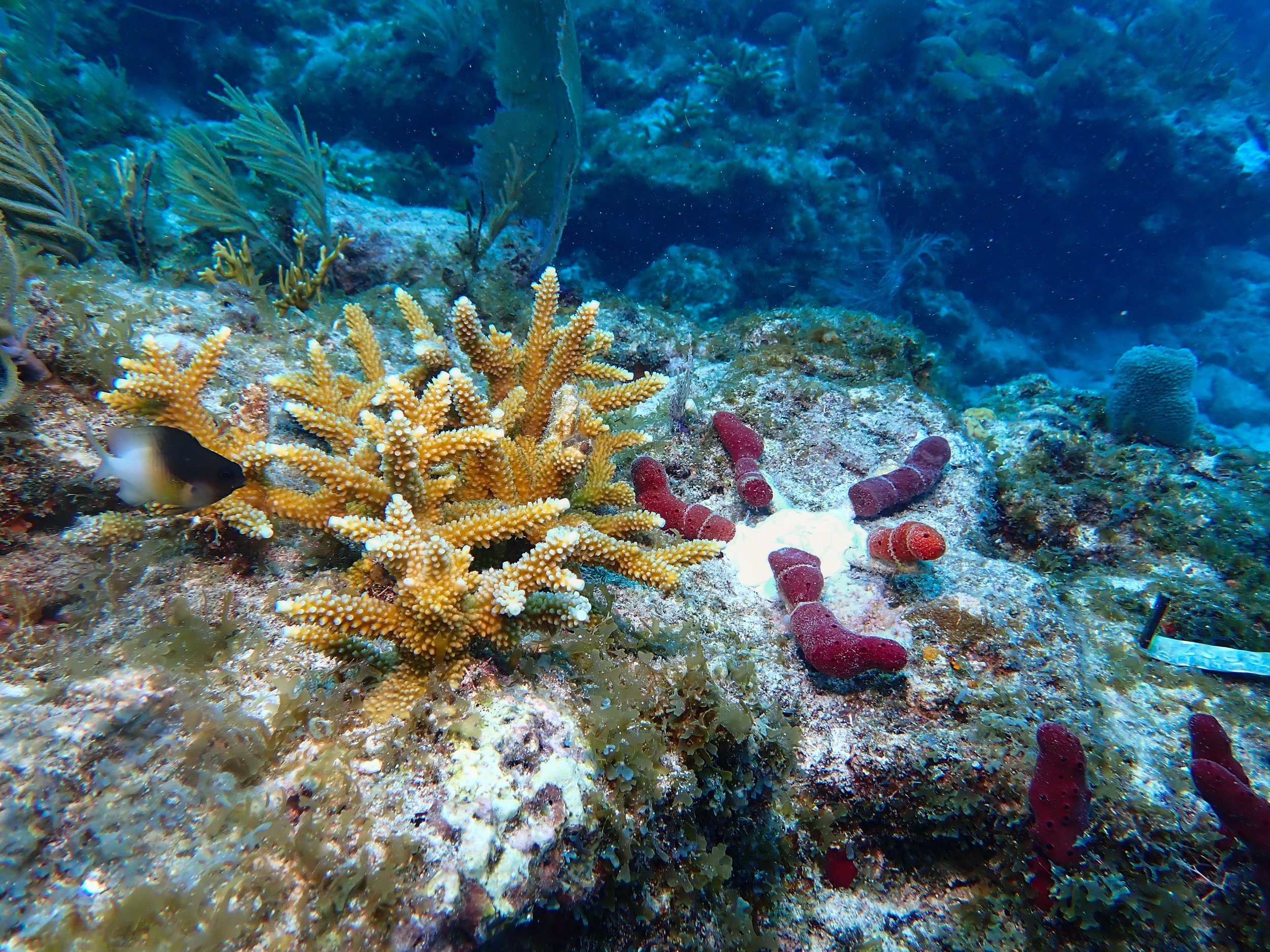 Underwater coral reef with various colorful corals, sponges, and a fish swimming near the coral.
