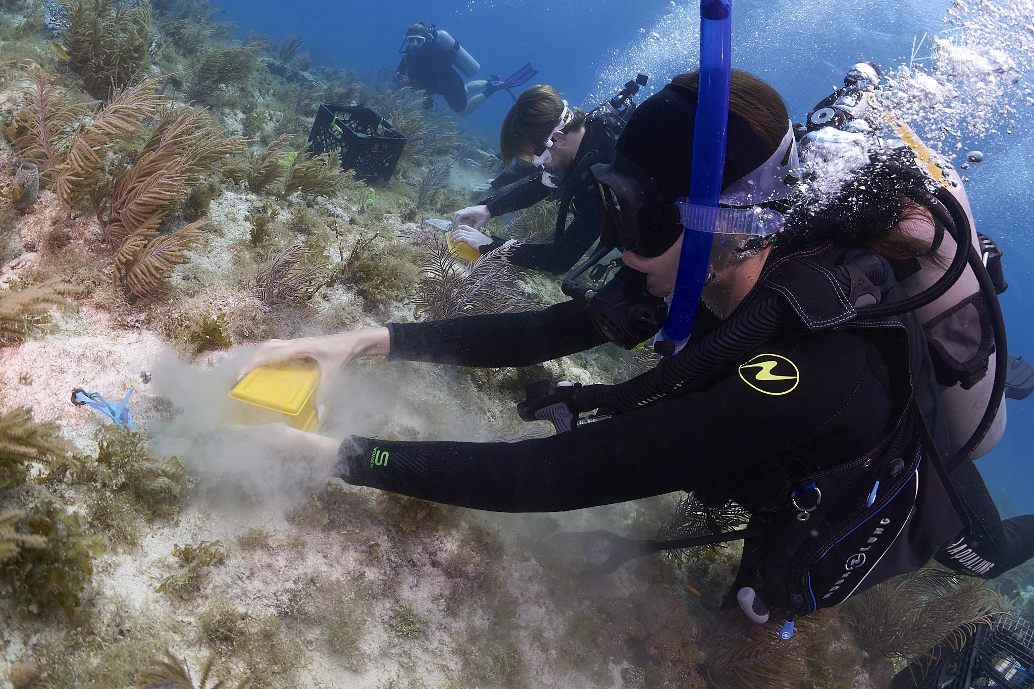 Three divers exploring a coral reef underwater, with one taking notes and others observing marine life, surrounded by colorful coral and fish.