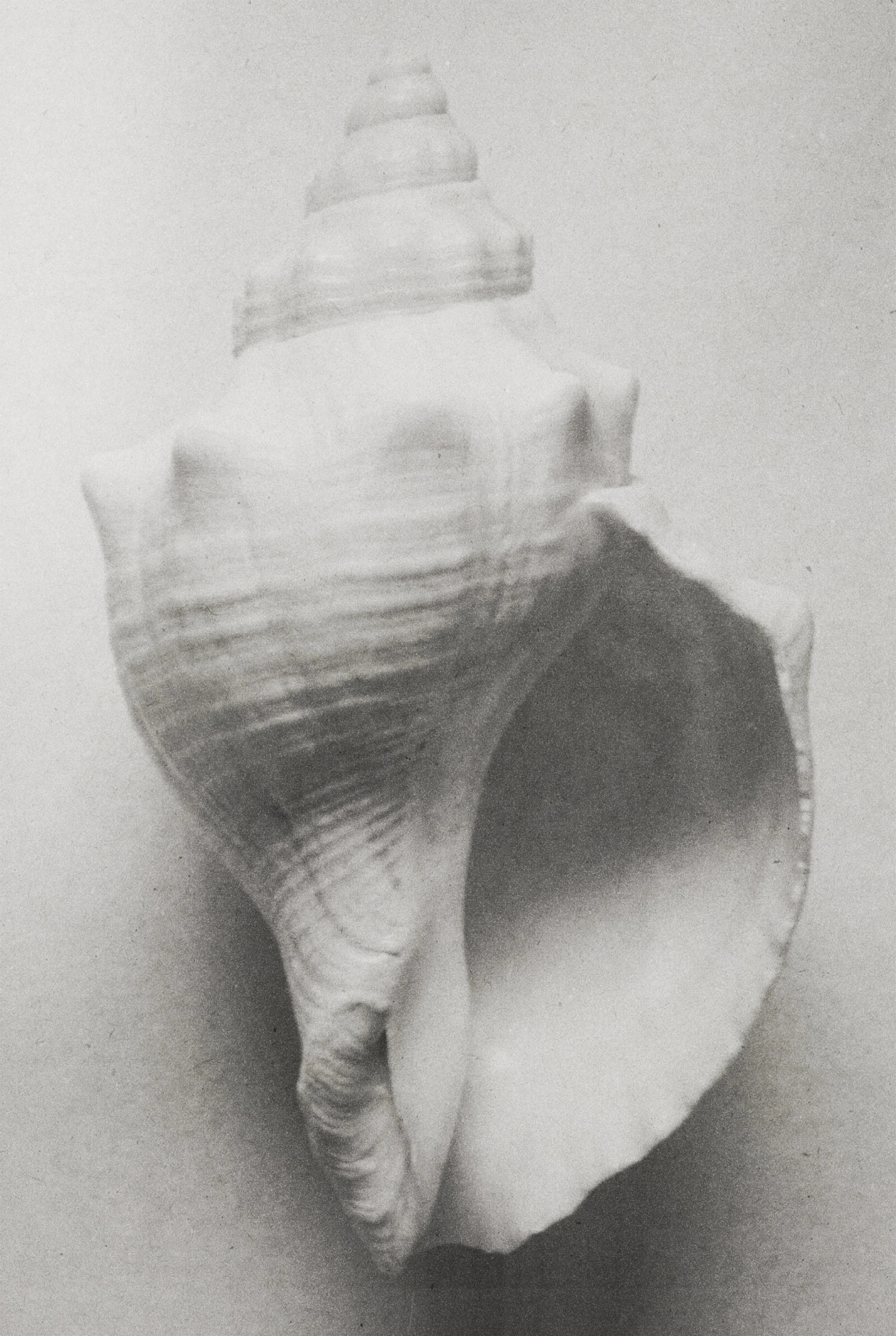 Close-up of a seashell on a plain surface in black and white.