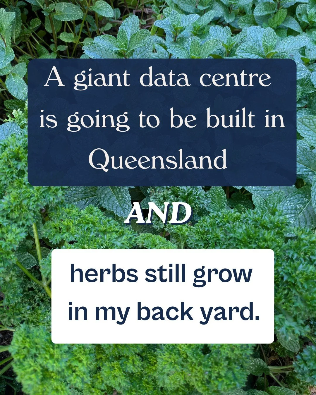 Garden in a world on fire. 
.
.
.
Credits @hereiseeheresy @thejezebelreport @samanthablok_ @nessaturnbullroberts @theprojecttv The Herald Scotland