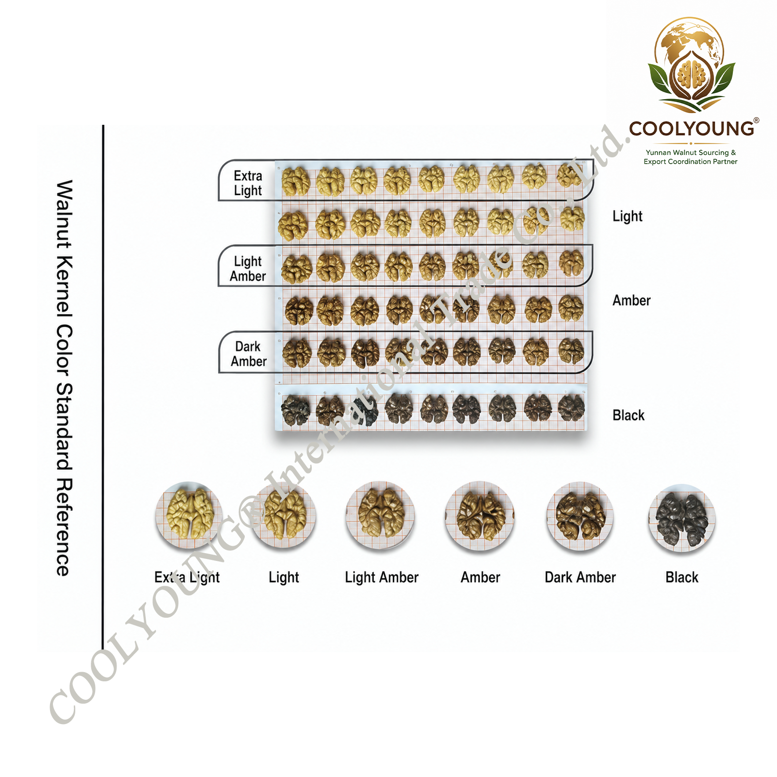 Color chart showing various walnut shell shades, from extra light to black, arranged in a grid with labels. The chart also displays images of walnut shells corresponding to each shade.