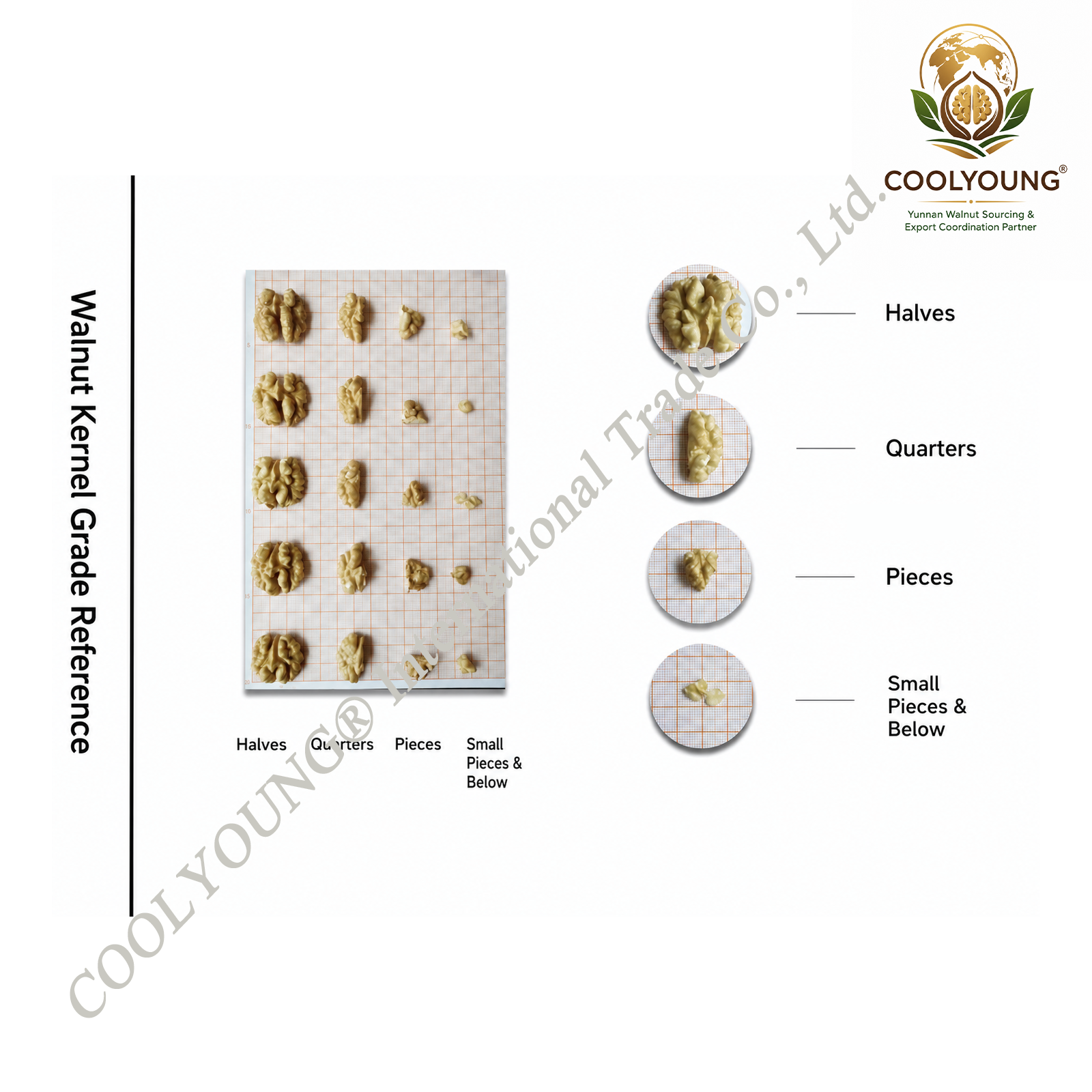 An infographic showing different walnut kernel sizes, including halves, quarters, pieces, small pieces, and below, with images of walnuts on a grid background and a logo of a globe with a walnut and leaves at the top right corner.