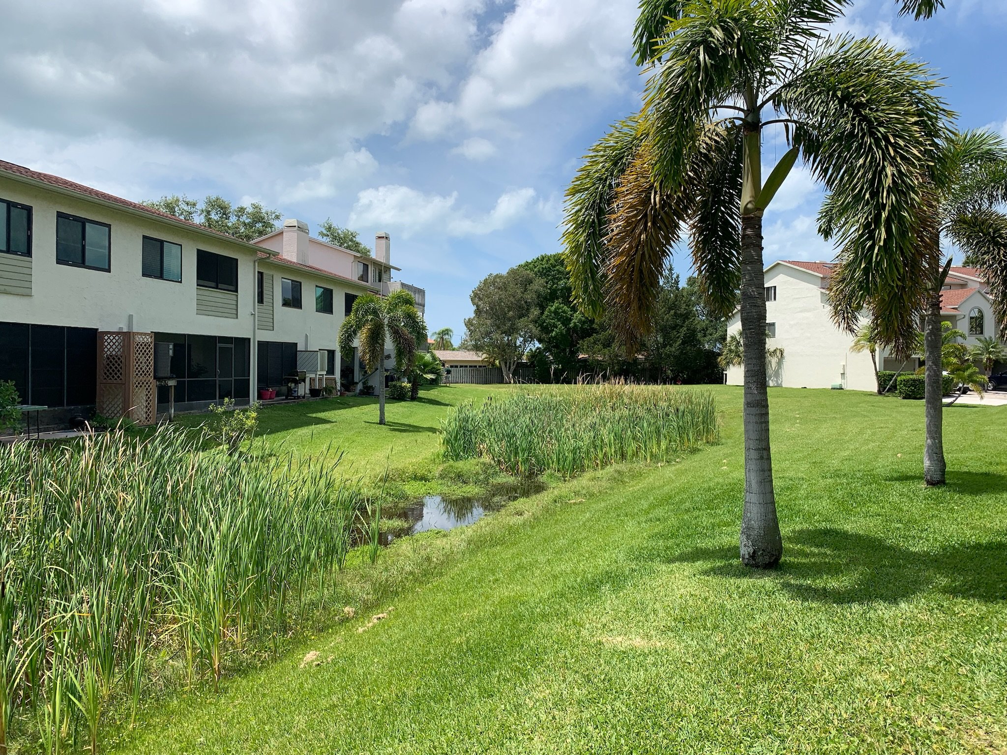 A grassy yard with palm trees, surrounded by multi-story residential buildings under a partly cloudy sky. Heavy vegetation before pictures.