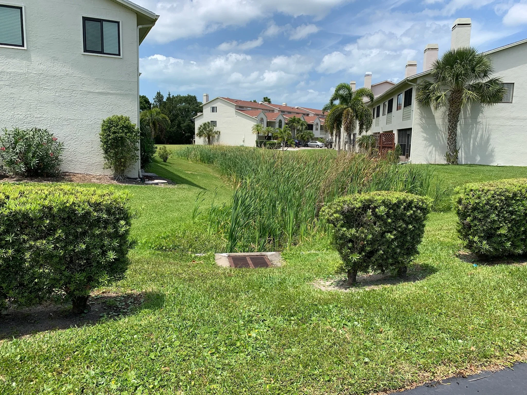 A grassy yard with bushes and trees, surrounded by white residential buildings with multiple stories, windows, and chimneys, under a partly cloudy sky. Heavy vegetation before picture.