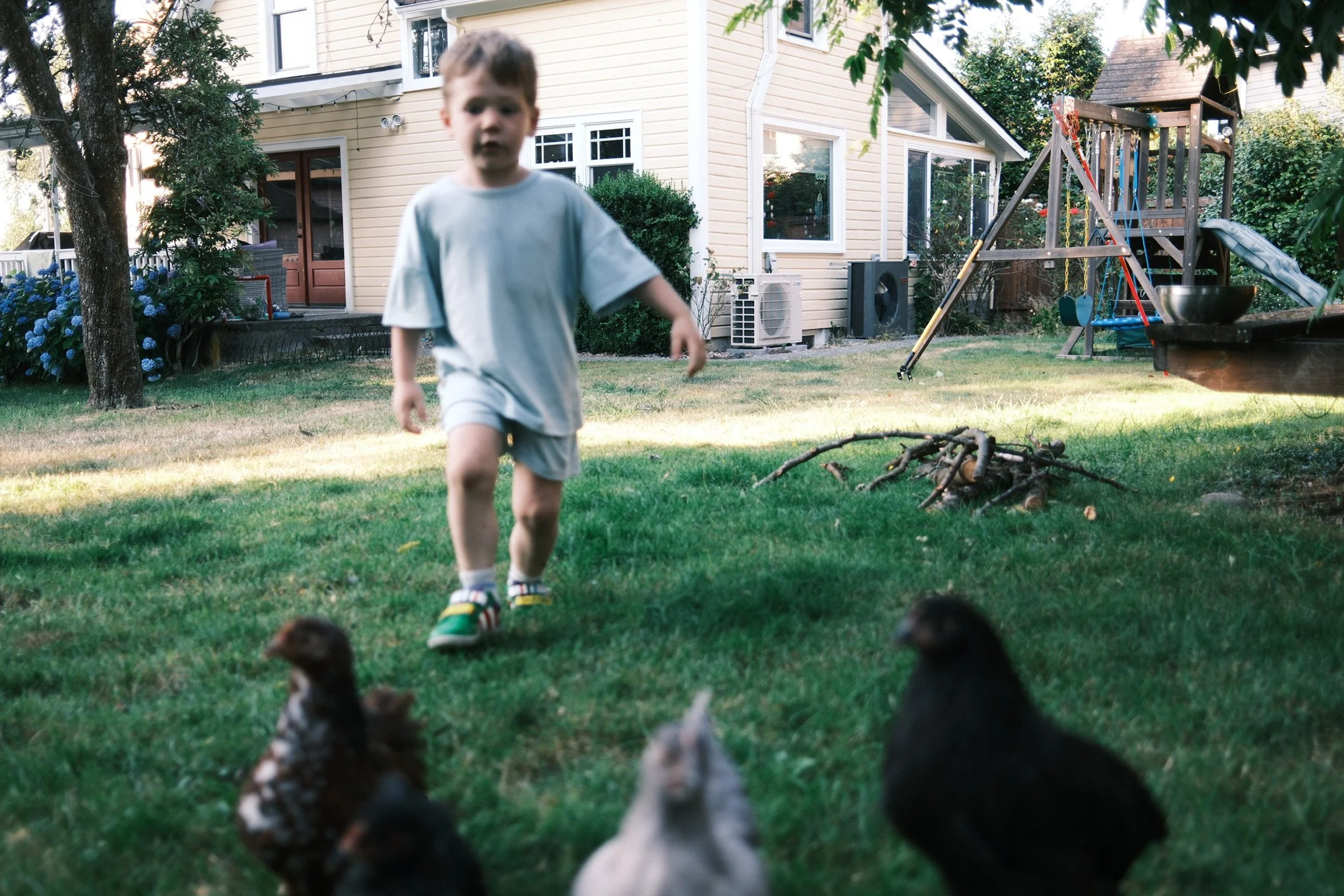 A young boy walking across a backyard lawn with a house and playset in the background, surrounded by trees and bushes. Several chickens are in the foreground, partially out of focus.