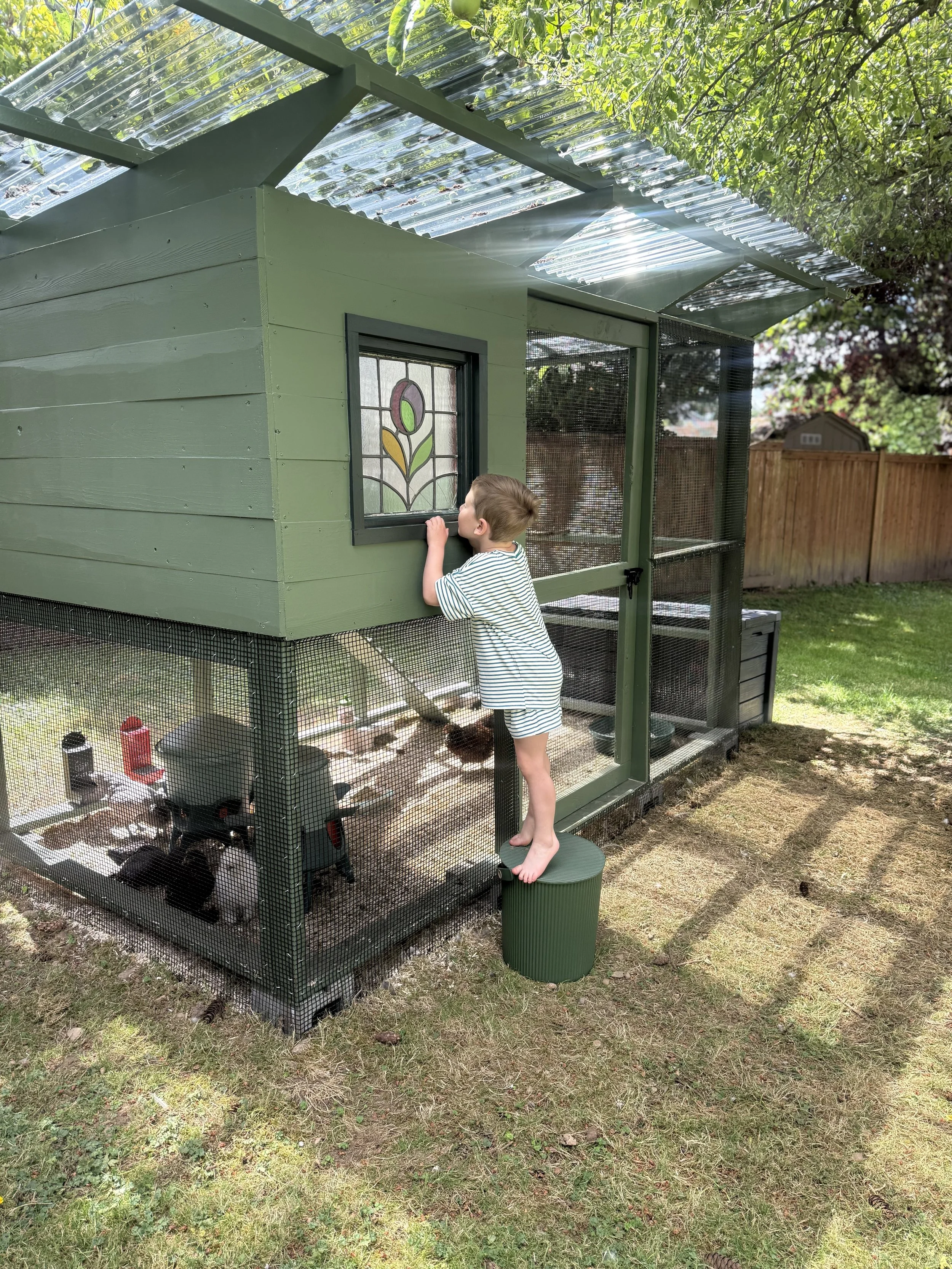 A young boy in striped shorts looking through a window of a small green chicken coop, which has a metal roof and is enclosed with mesh wire. There are chickens inside the coop, and the scene is outdoors on a grassy yard with trees and a wooden fence in the background.