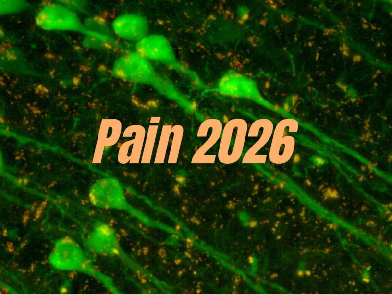 Pain 2026
