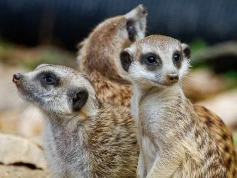 The Meerkat Effect
