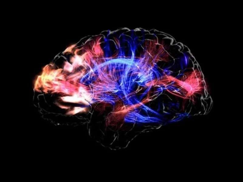 The Predictive Brain