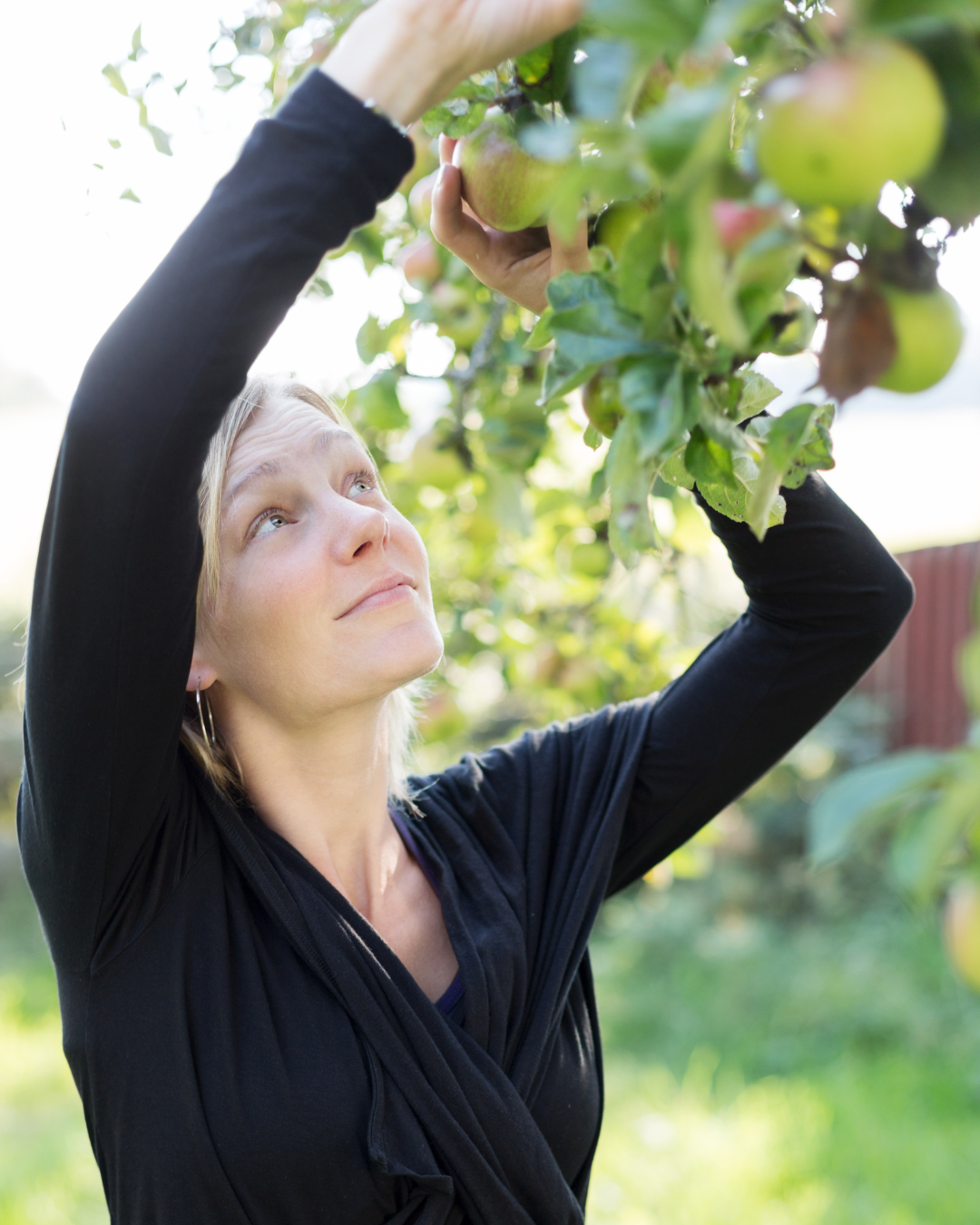 A woman picking apples from an orchard tree.