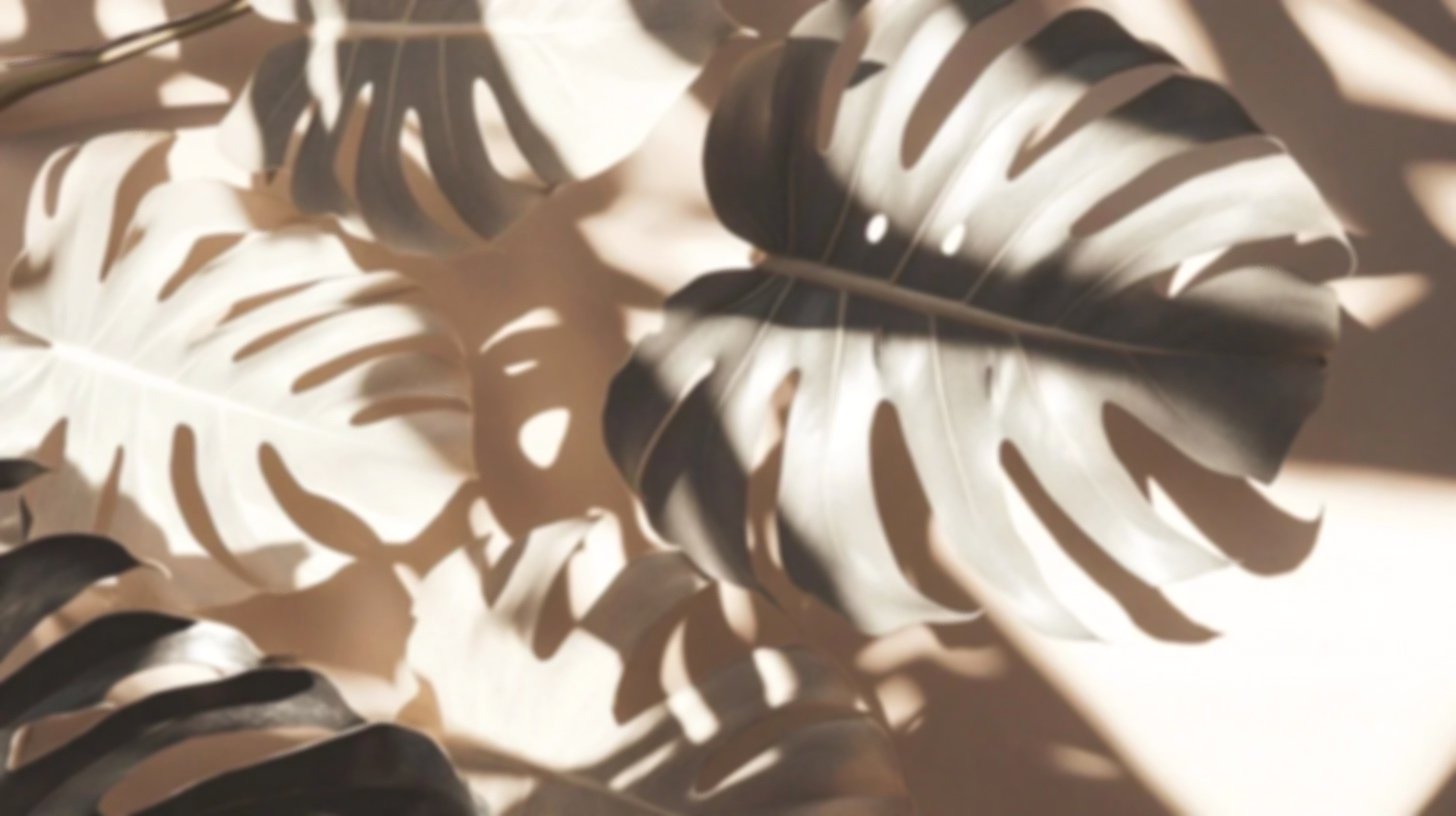 Sunlight casting shadows of large monstera leaves on a wall.