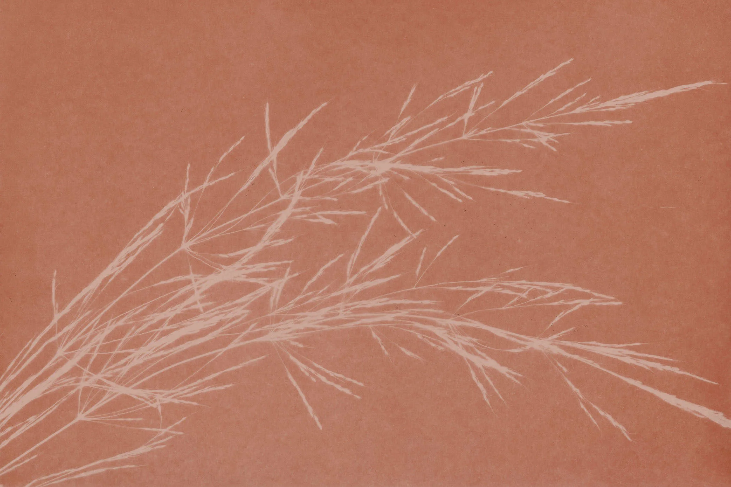 Cyanotype of grasses