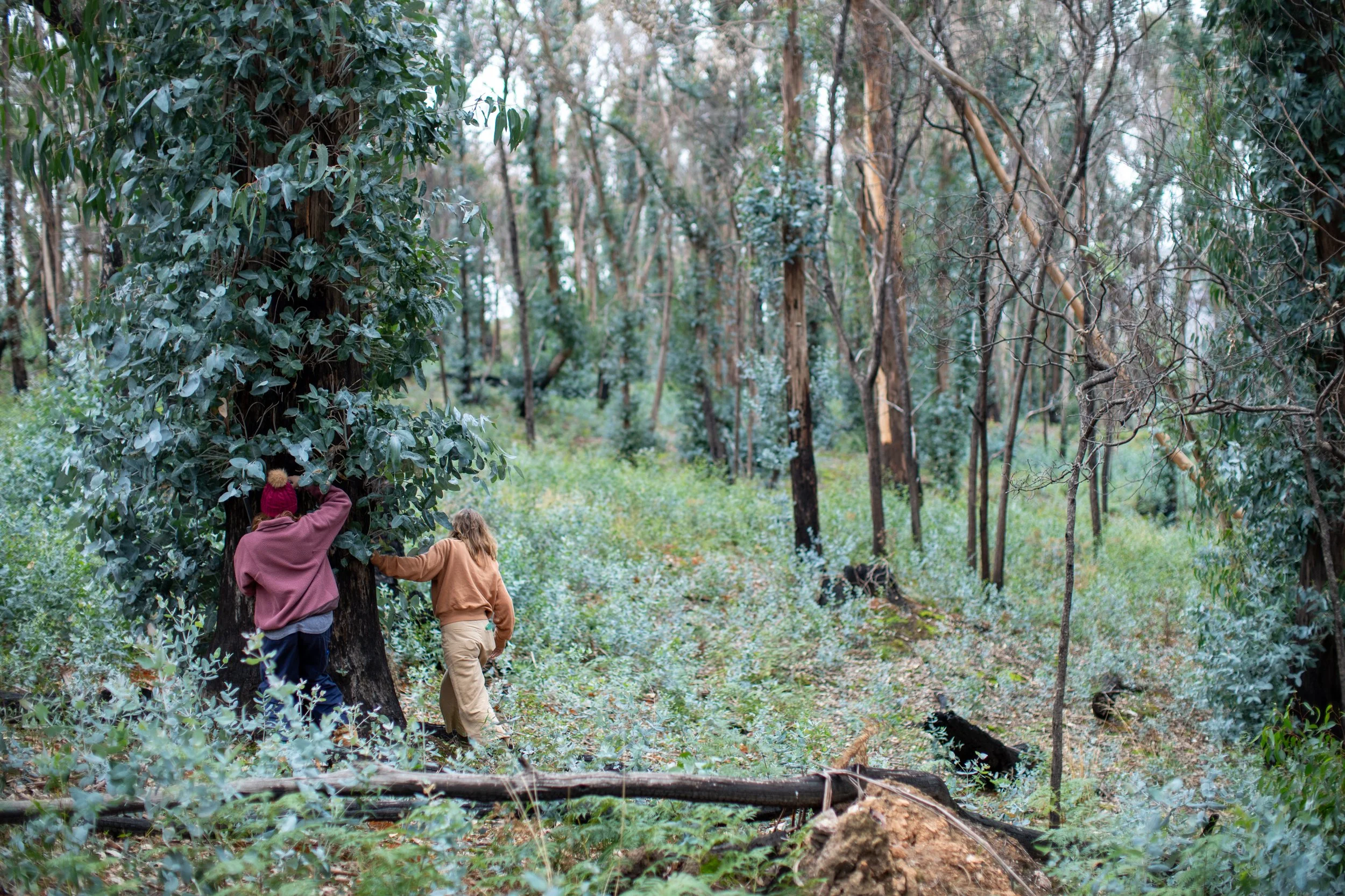 Three people, two women and one girl, are examining a large tree in a dense forest. One woman is wearing a pink hoodie, the girl is wearing a beige jacket, and the other woman is wearing a brown jacket. The forest has tall trees, green foliage, and a fallen branch on the ground.
