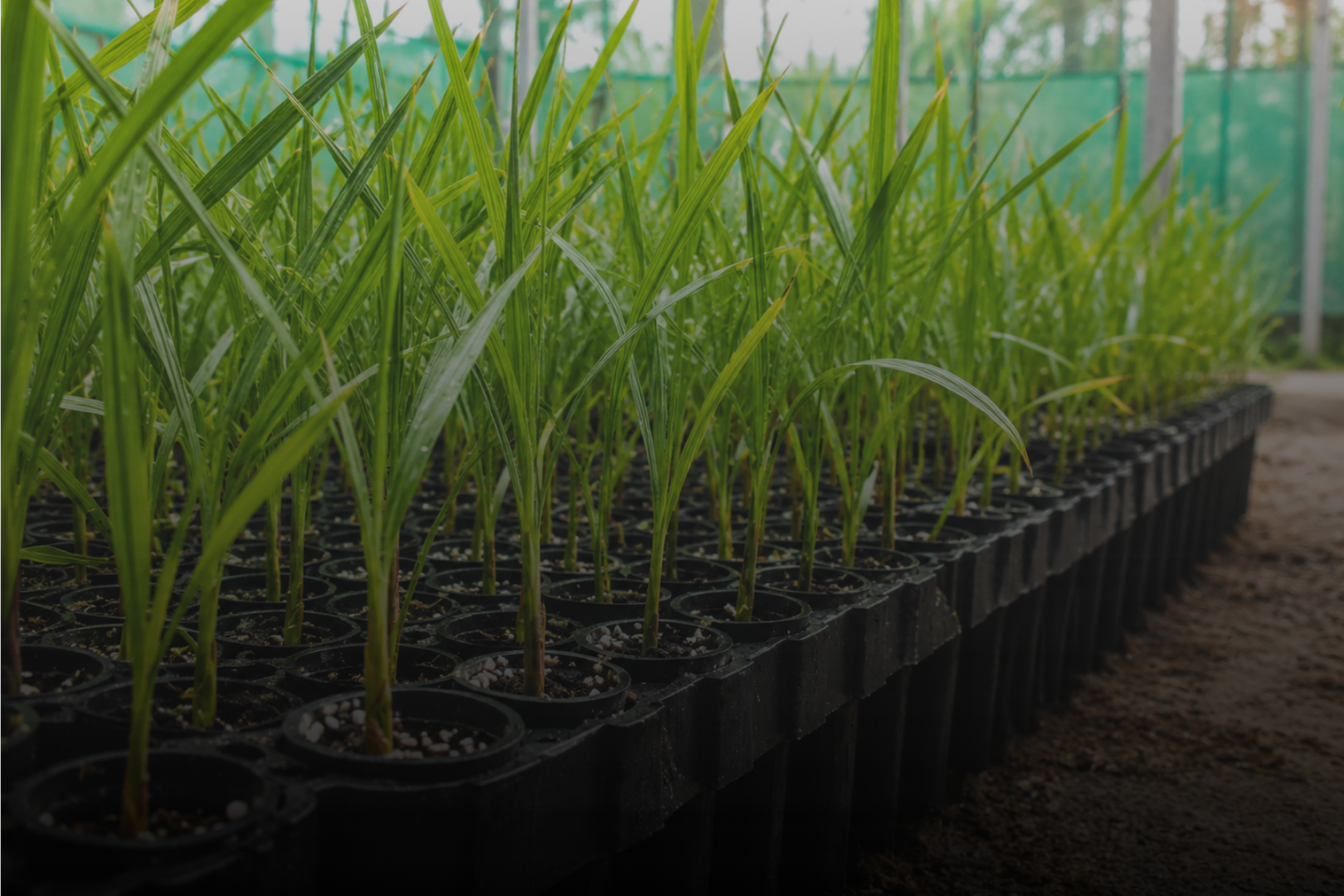 Rows of young green plants growing in small black pots inside a greenhouse or nursery.