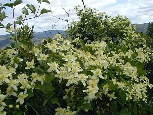 Chaparral Clematis