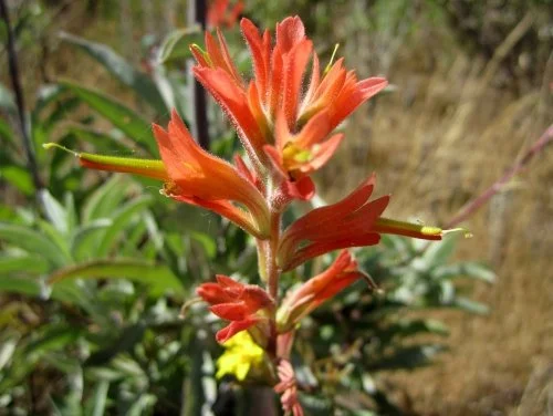 Indian Paintbrush