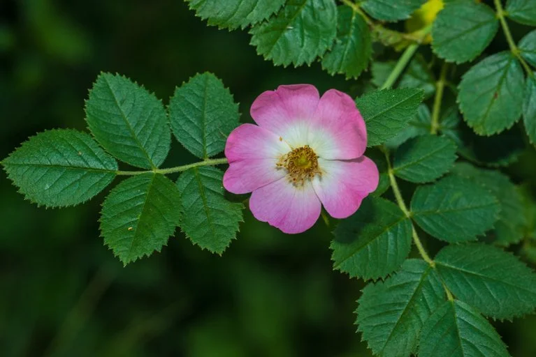 California Wildrose