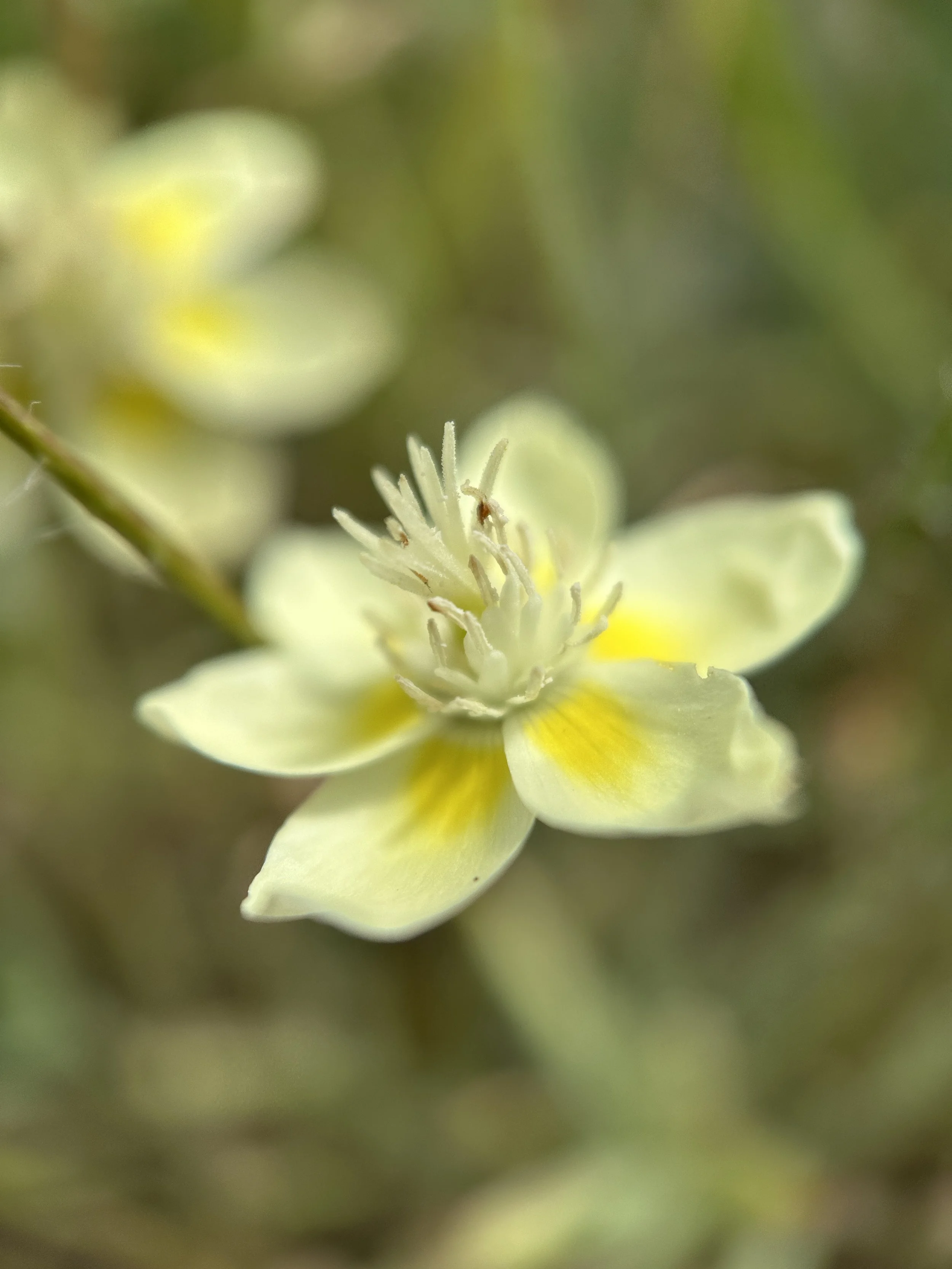 cream cups closeup.JPG