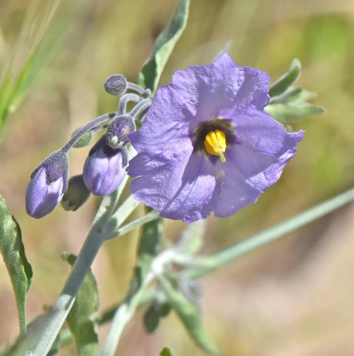 Bluewitch Nightshade