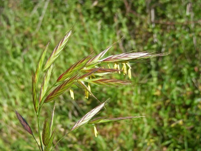 Mountain Brome