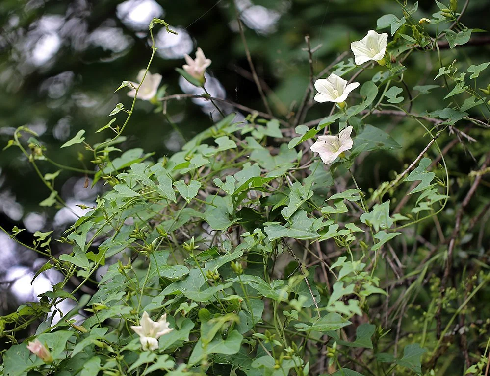 Chaparral False Bindweed