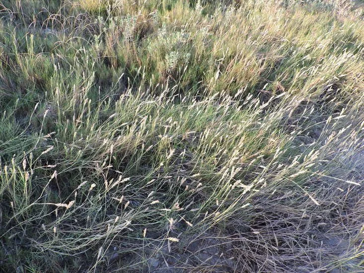Saltgrass