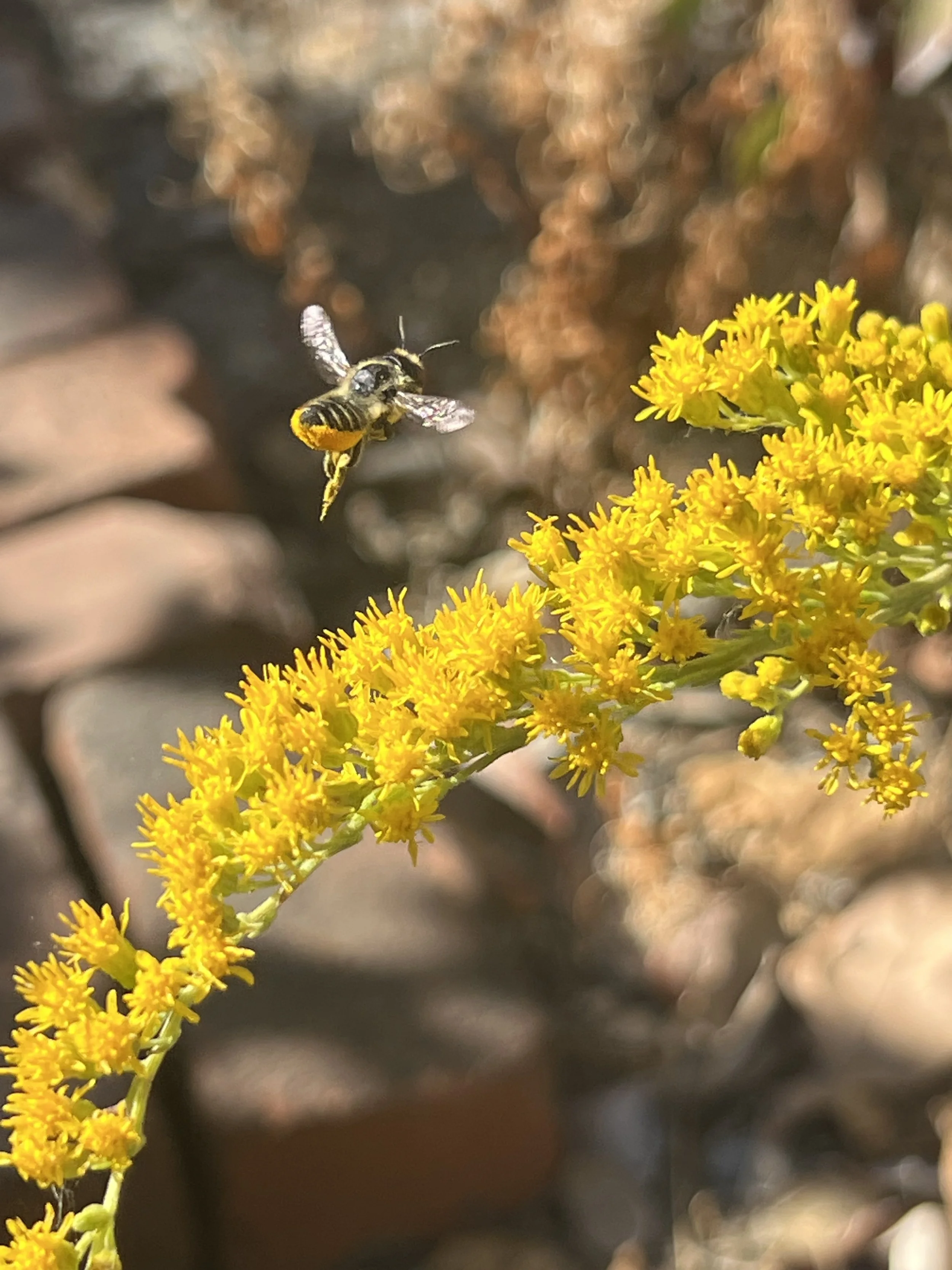 tea's goldenrod.JPEG