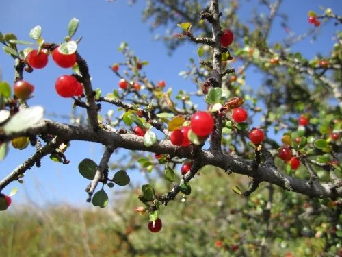 Spiny Redberry
