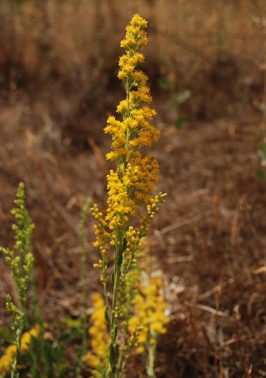 Threenerve Goldenrod