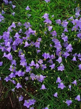 Round Leaf Harebell