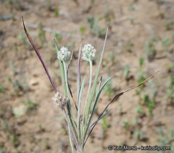 Dotseed Plantain