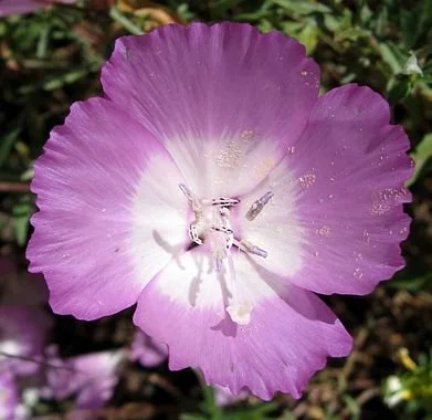 Punch Bowl Godetia