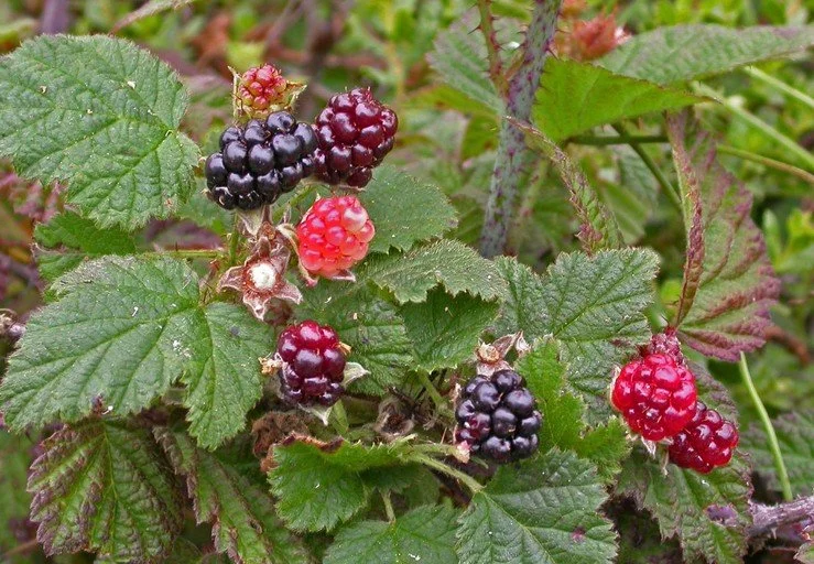 California Blackberry