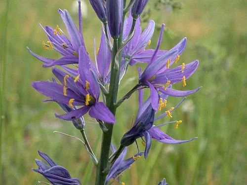 Common Camas